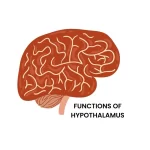 FUNCTIONS OF HYPOTHALAMUS