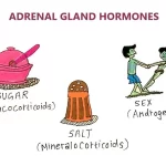 ADREAL CORTEX HORMONES