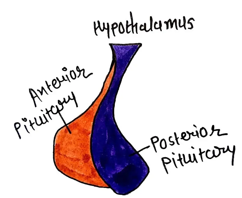 ANTERIOR AND POSTERIOR PITUITARY