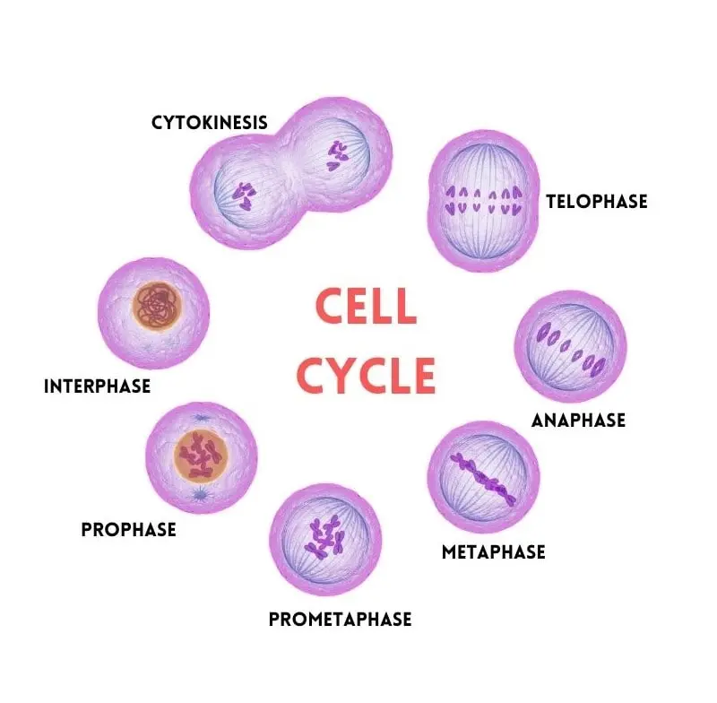 What Is Cell Cycle Explain With Diagram Free Worksheets Printable