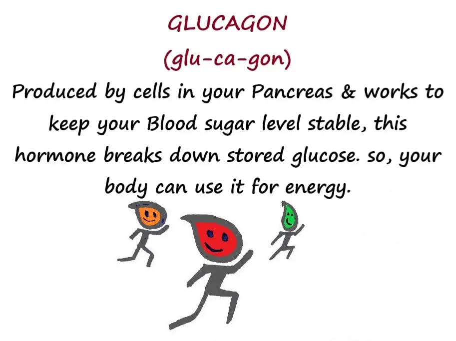 GLUCAGON HORMONE FUNCTIONS