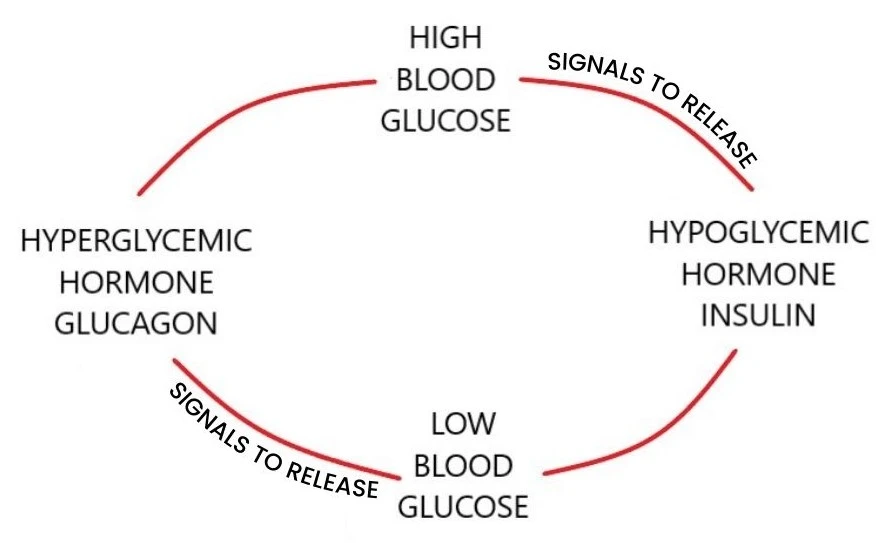 normal level of blood glucose diagram