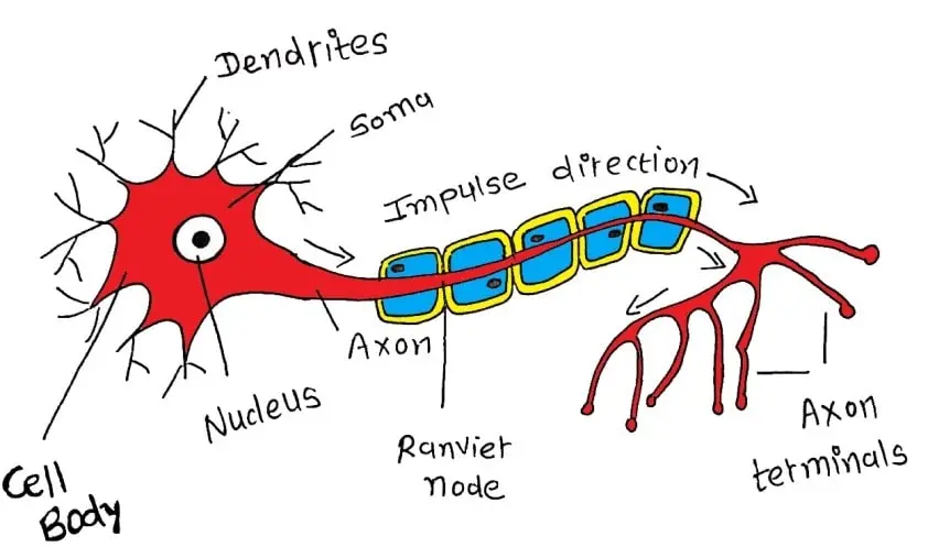 NERVE CELL BODY-STRUCTURE OF NEURON