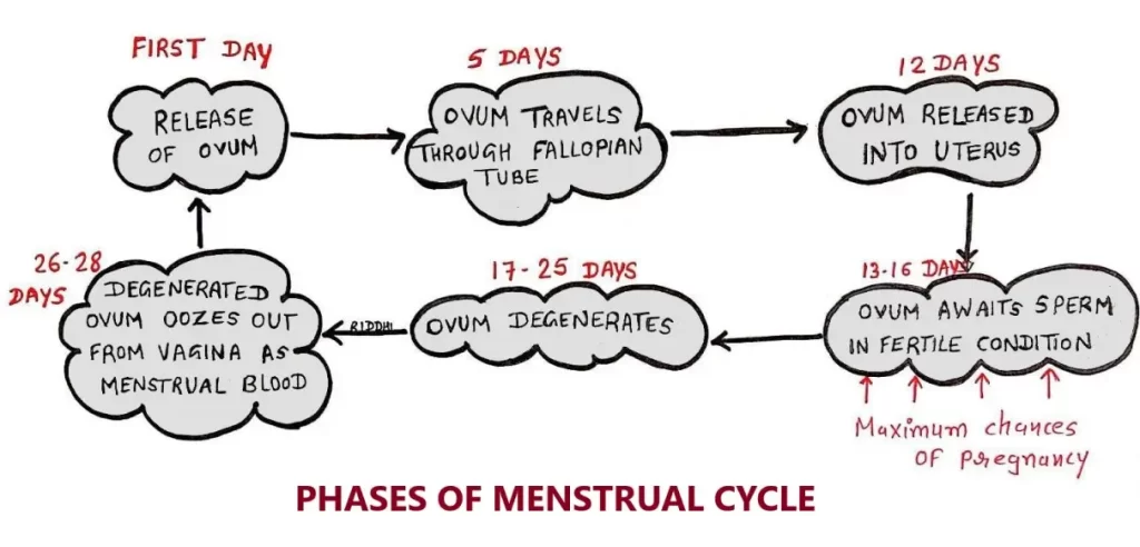 PHASES OF MENSTRUAL CYCLE
