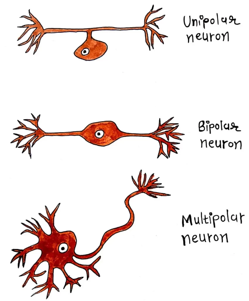 TYPES OF NEURON