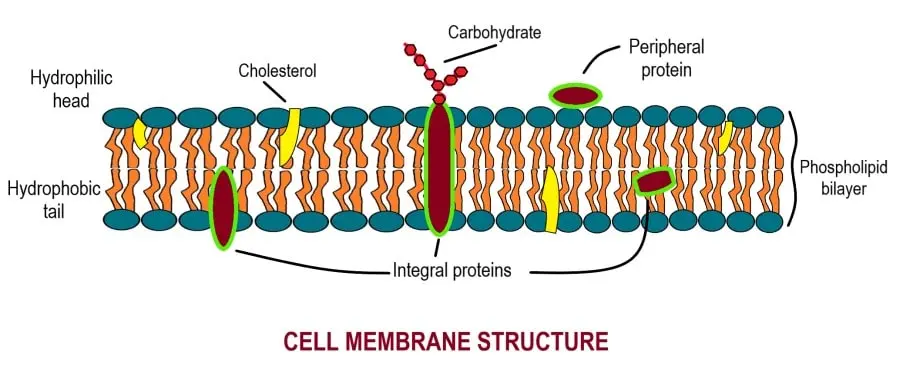 CELL MEMBRANE-STRUCTURE