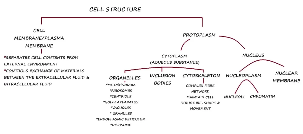 CELL STRUCTURE AND FUNCTIONS FLOW CHART