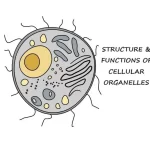 CELLULAR ORGANELLES: STRUCTURE AND FUNCTIONS