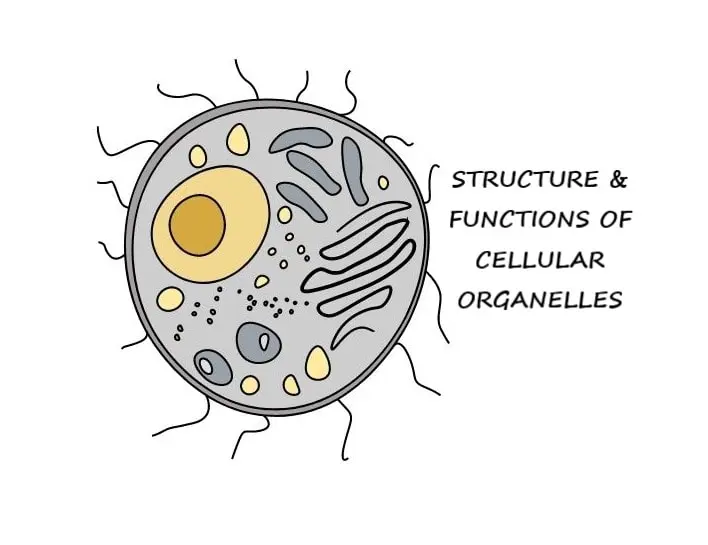 CELLULAR ORGANELLES: STRUCTURE AND FUNCTIONS