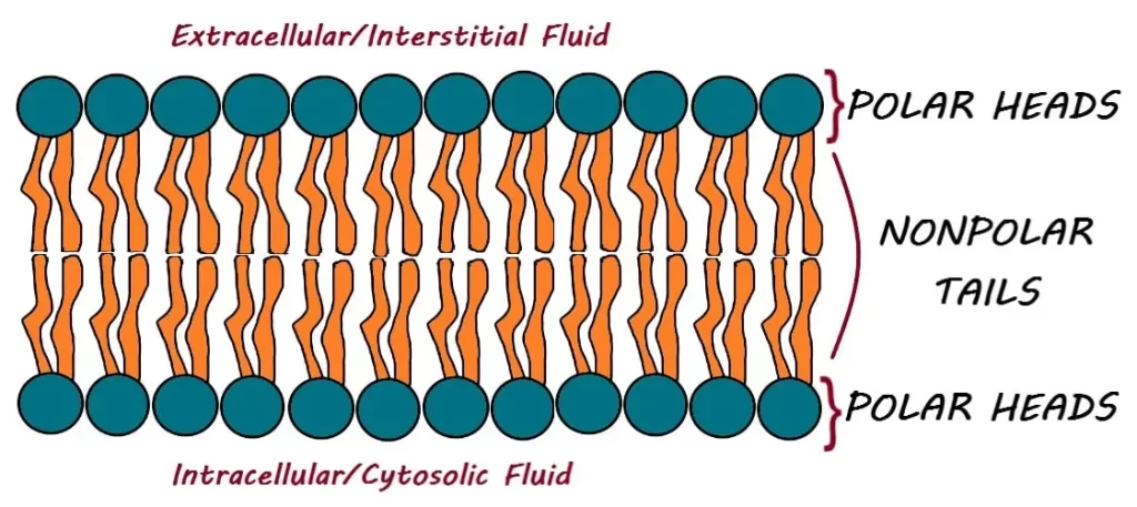 Cell-membrane-phospholipid-bilayer