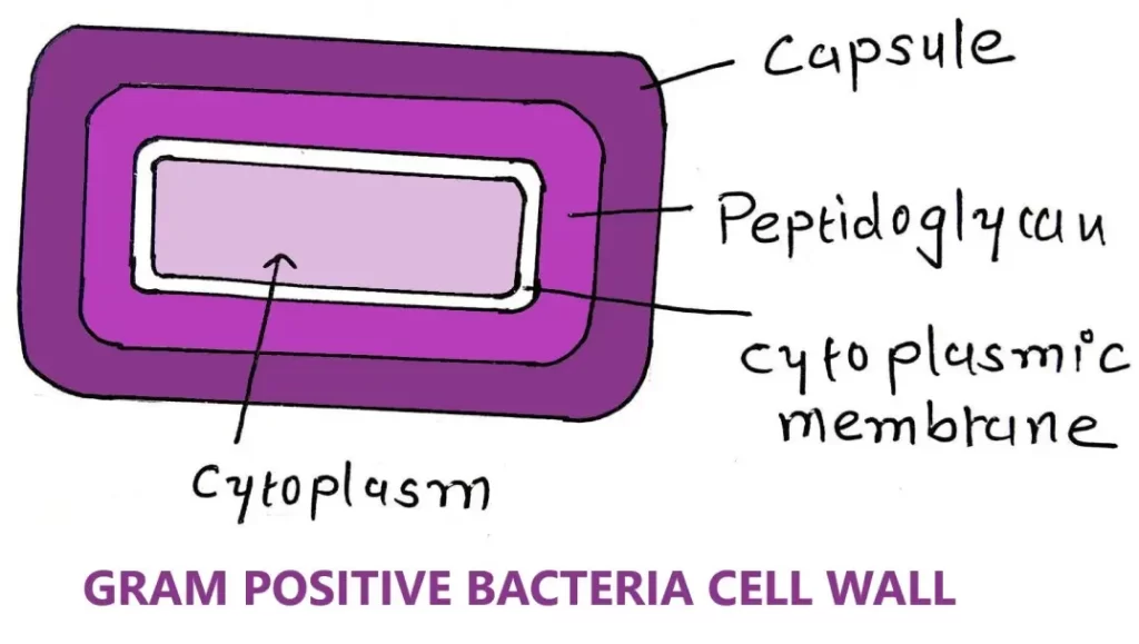 GRAM POSITIVE BACTERIAL CELL WALL