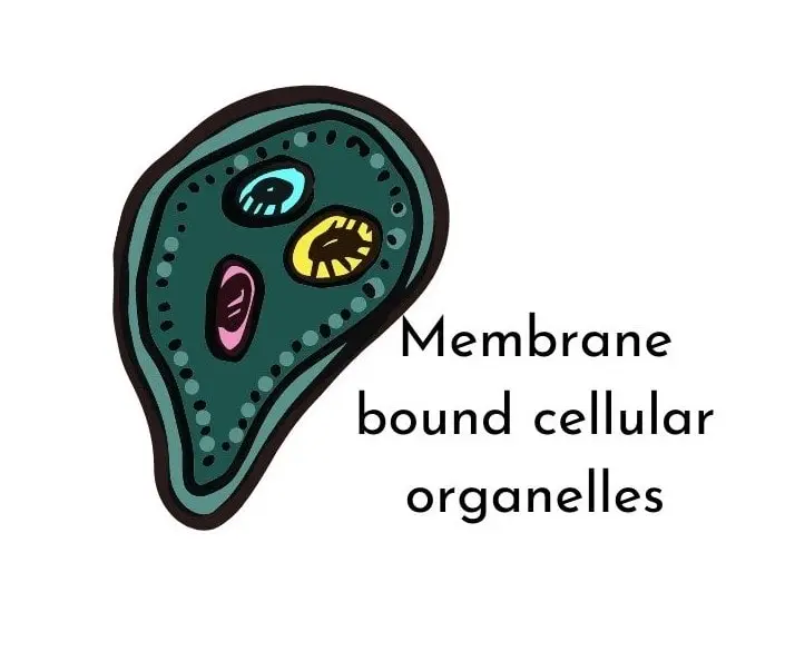 MEMBRANE BOUND CELLULAR ORGANELLES