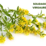 SOLIDAGO VIRGAUREA