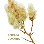 SPIRAEA ULMARIA