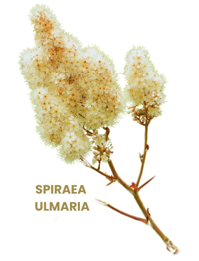 SPIRAEA ULMARIA