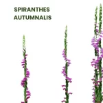 SPIRANTHES AUTUMNALIS