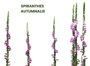 SPIRANTHES AUTUMNALIS