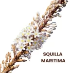 SQUILLA MARITIMA