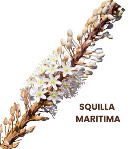 SQUILLA MARITIMA