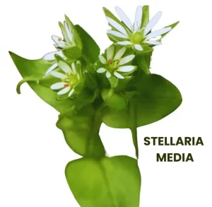 STELLARIA MEDIA