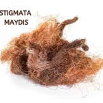 STIGMATA MAYDIS