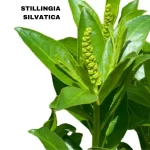 STILLINGIA SILVATICA