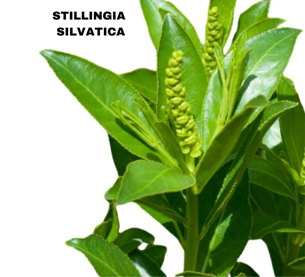 STILLINGIA SILVATICA