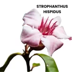 STROPHANTHUS HISPIDUS