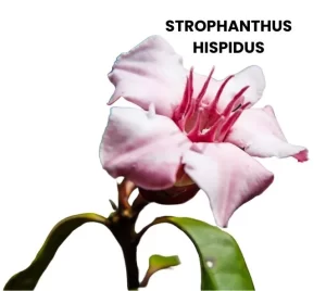 STROPHANTHUS HISPIDUS