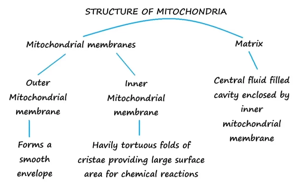 STRUCTURE OF MITOCHONDRIA