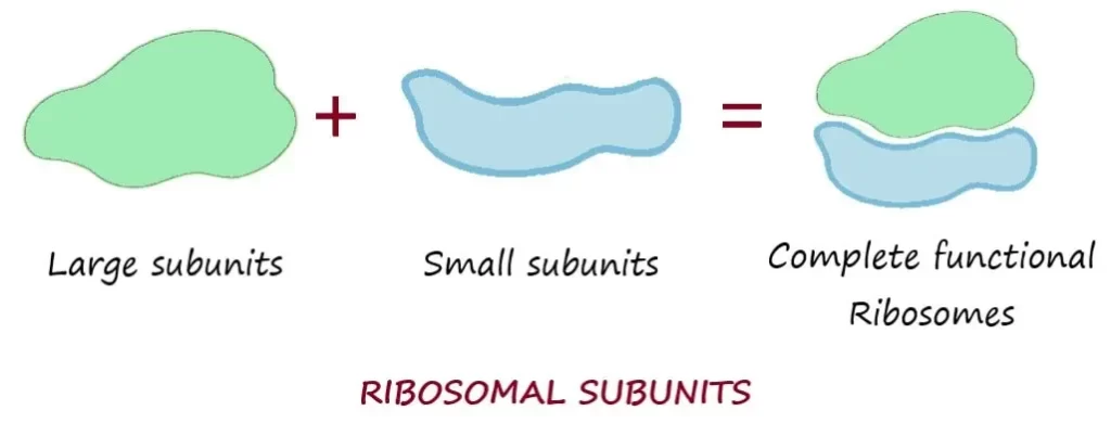 STRUCTURE OF RIBOSOMES
