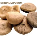 STRYCHNINUM PURUM