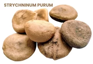 STRYCHNINUM PURUM