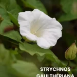 STRYCHNOS GAULTHERIANA