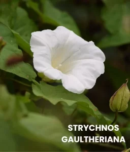 STRYCHNOS GAULTHERIANA