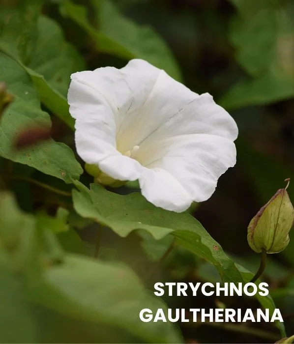 STRYCHNOS GAULTHERIANA