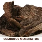 SUMBULUS MOSCHATUS