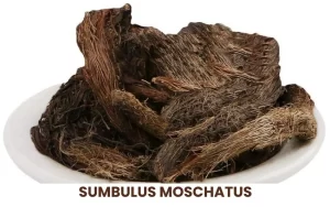 SUMBULUS MOSCHATUS