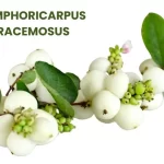 SYMPHORICARPUS RACEMOSUS