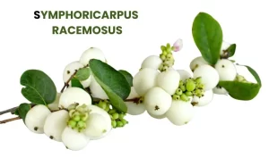 SYMPHORICARPUS RACEMOSUS