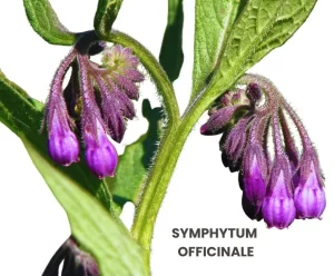 SYMPHYTUM OFFICINALE