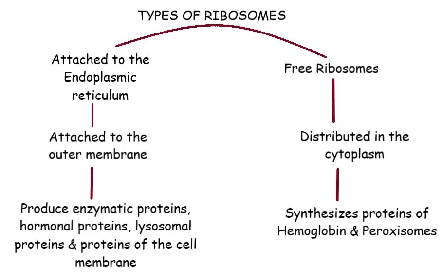 TYPES OF RIBOSOMES