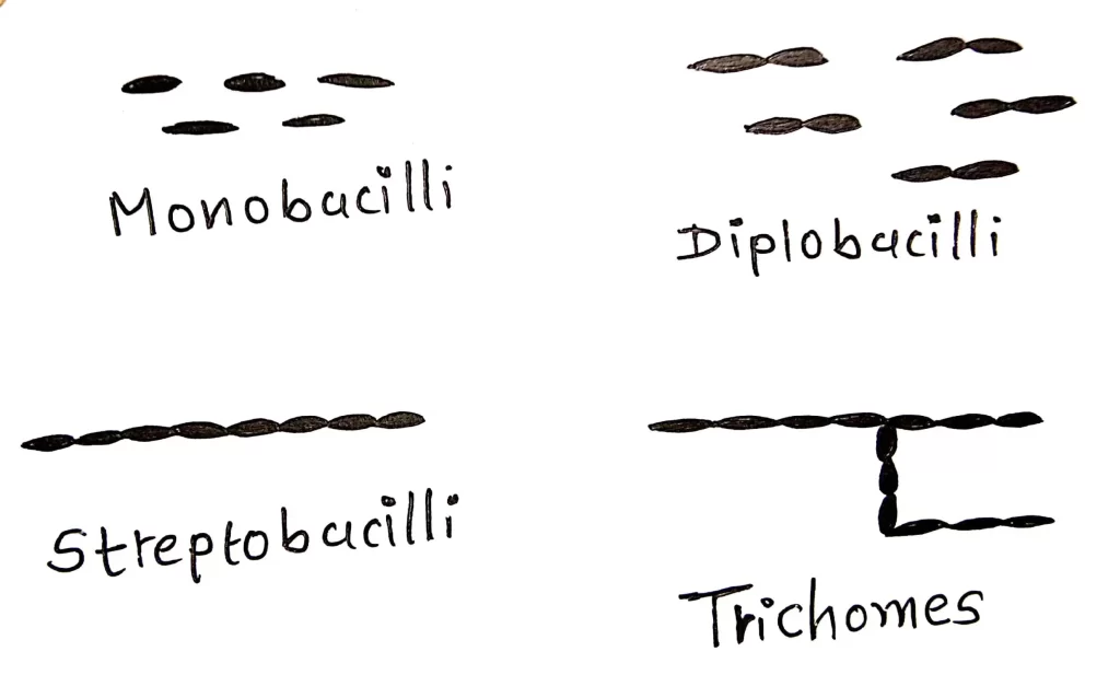BACILL MORPHOLOGY
