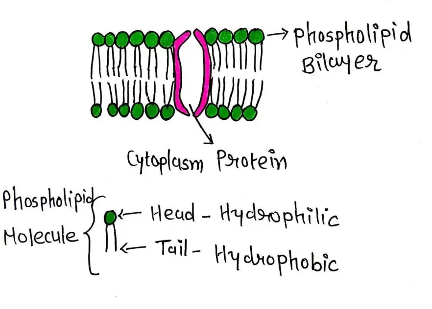 CYTOPLASMIC MEMBRANE OF BACTERIA