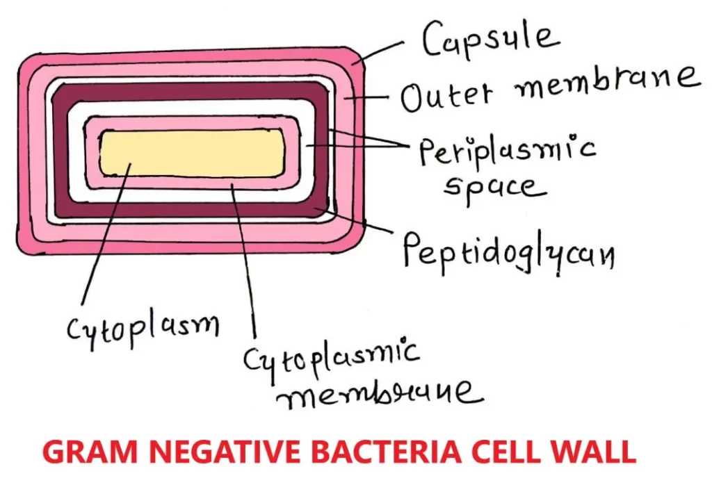GRAM NEGATIVE BACTERIAL CELL WALL