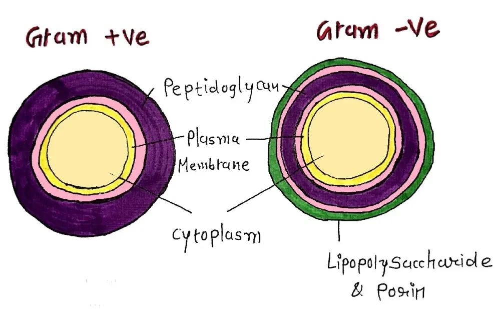 CELL WALL DIFFERENCE OF GRAM POSITIVE AND GRAM NEGATIVE BACTERIA