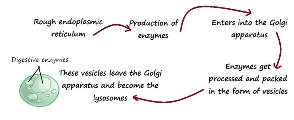 LYSOSOME STRUCTURE