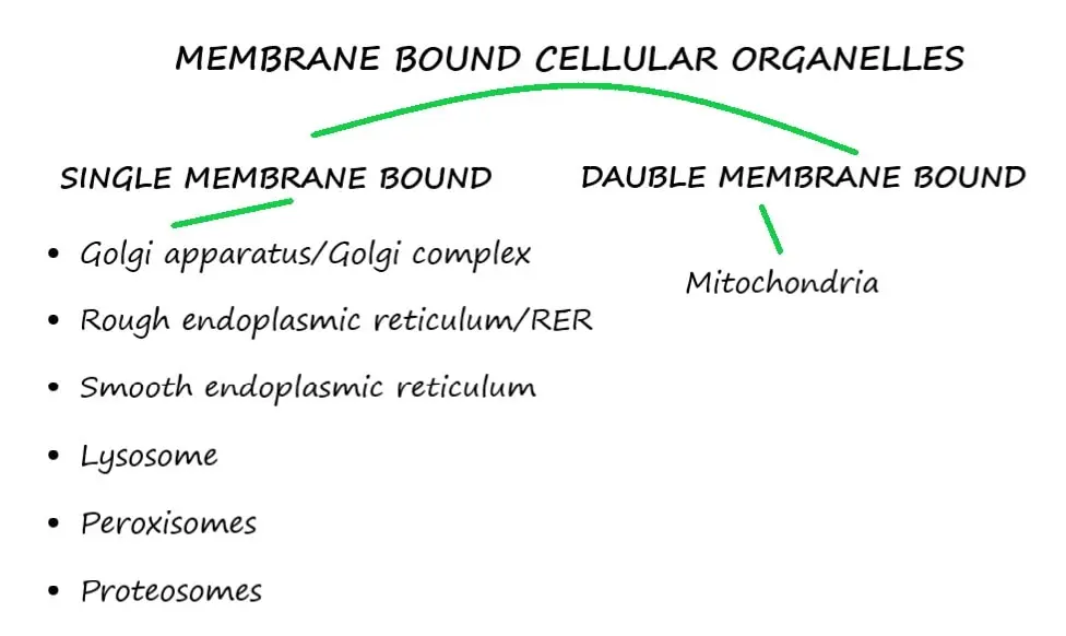 MEMBRANE BOUND CELLULAR ORGANELLES