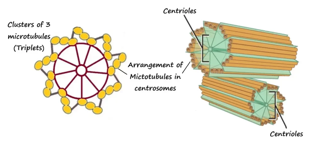 structure of centrioles