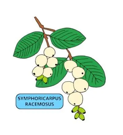 SYMPHORICARPUS RACEMOSUS